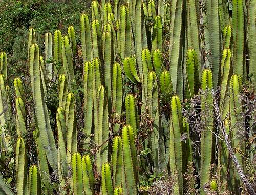 Cactusses in the Anaga Mountains