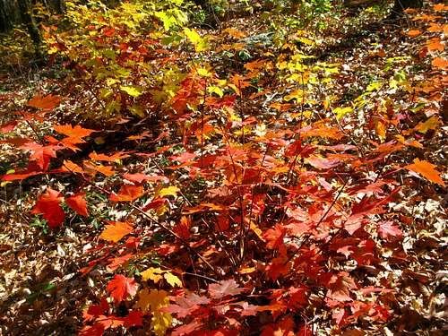 Fall foliage on ground level