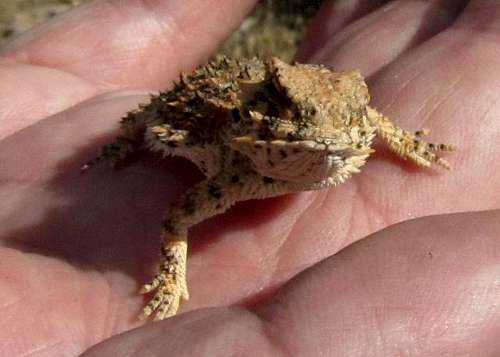 Horny Toad