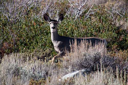 Convict Deer