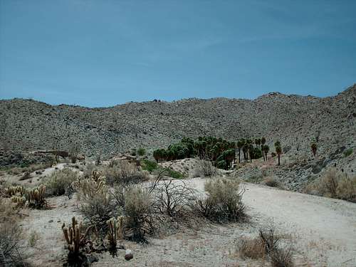 Mountain Palm Springs Trail