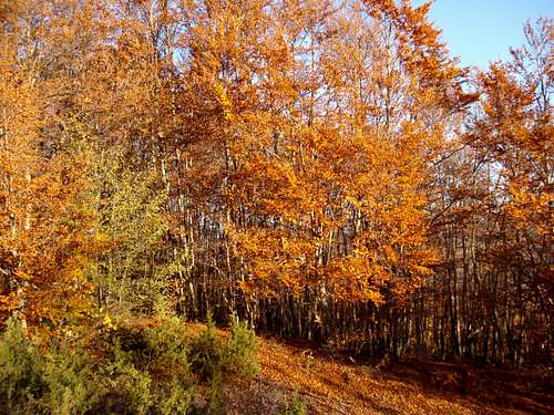 Stogovo: Autumn trees above village Gari