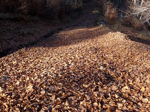 Stogovo: Rug from fallen leaves