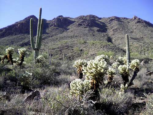 Desert flora from the Yetman Trail