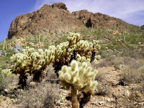 Cholla and a northern outcrop