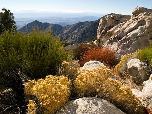Colorful vegetation on Granite Mountain