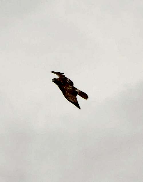 Red-tailed Hawk