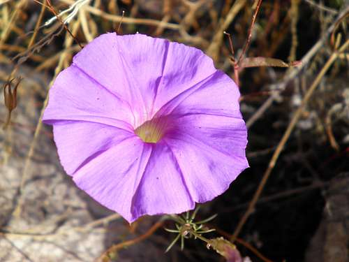 Desert Flower (3)