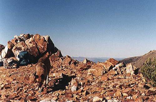  On the summit with Shiloh...