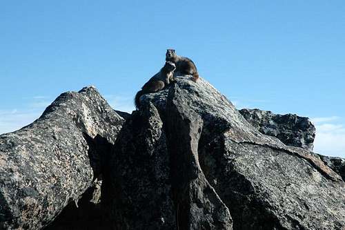 Marmots on Top