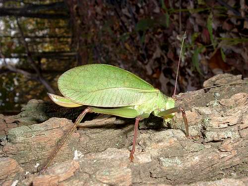 Green Bug on Jones Mountain Trail