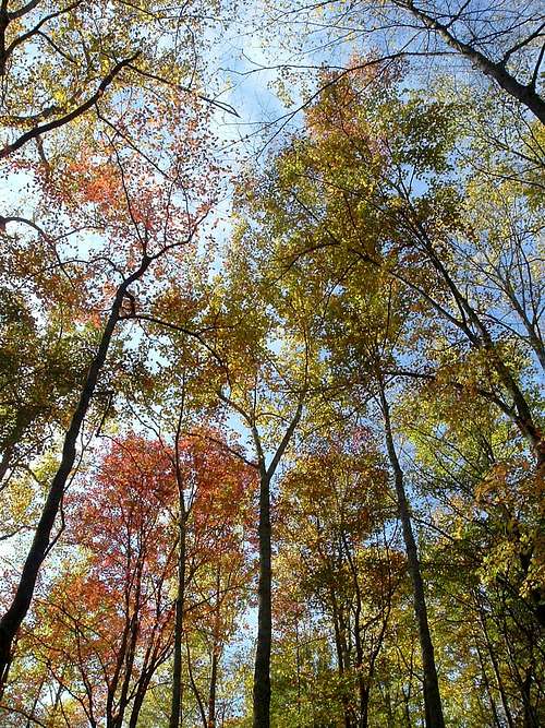 Looking up on Staunton River Trail