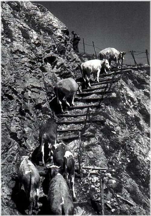 Cows mountaineering in Val...