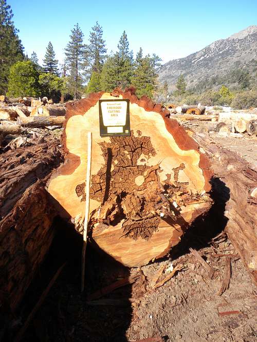 Cedar logs