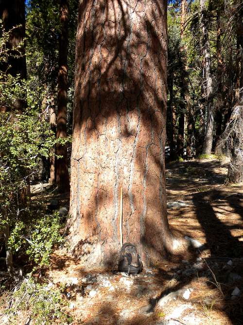 Old growth ponderosa pine