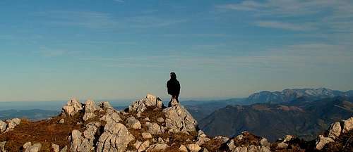 Alpine chough (Alpendohle) in best summit pose...