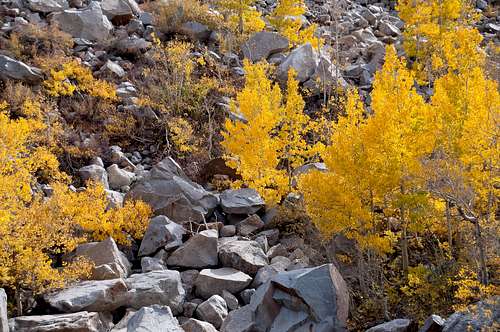 Fall in Bishop Creek Canyon