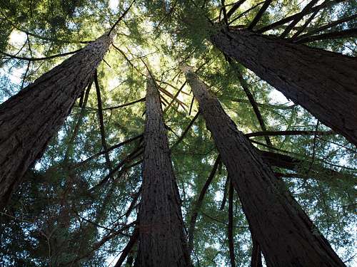 Redwood Trees