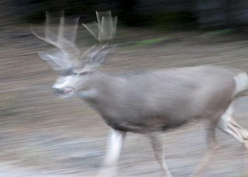 Fast moving buck