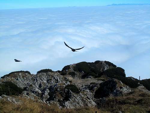 Alpine choughs (Alpendohlen) flying above the Untersberg and the sea of fog