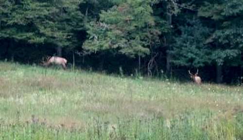 The Smoky Mountain elk have...
