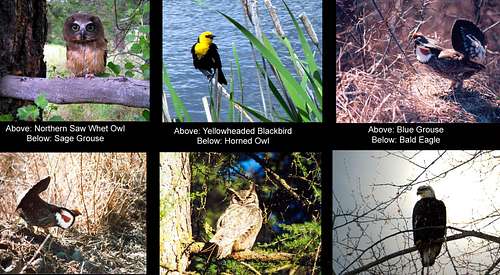 Birds of the Kettle River range
