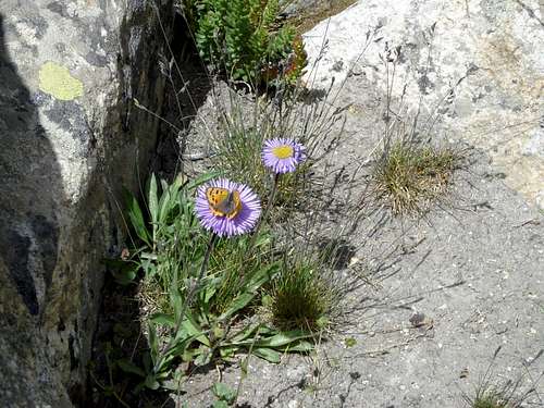 Wild flowers on trail of Charakusa glacier