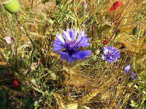Blue Centaurea...