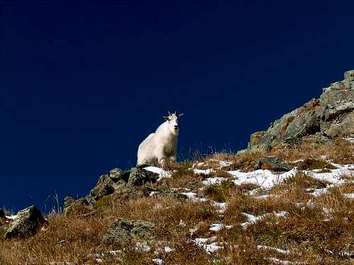 Mountain goat who followed us...