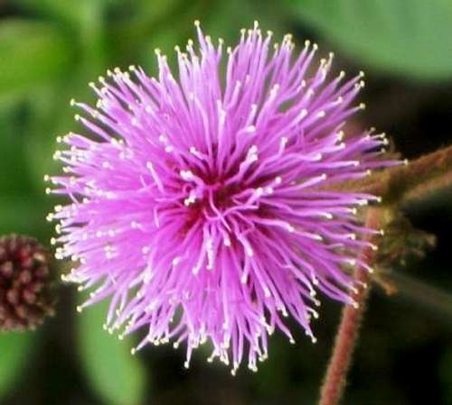 Flower in Pululahua