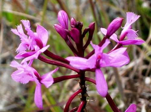 Flower in Pululahua