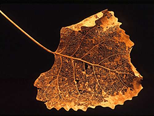 a single dried leaf