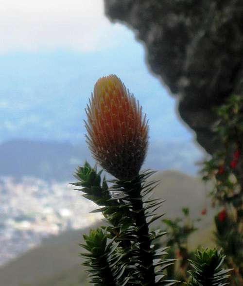 Flower on Rucu Pichincha