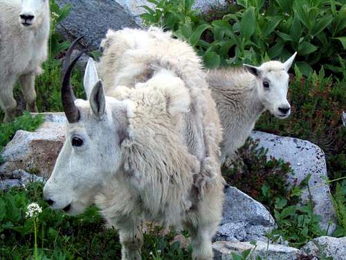 Some friendly mountain goats...