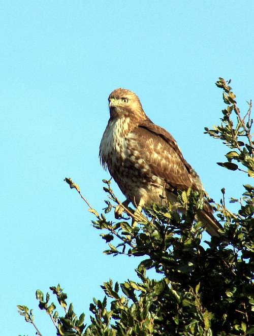 Hawk perched in oak tree