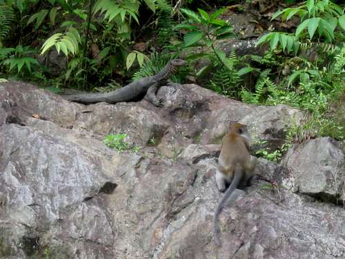 Giant Monitor Lizard and Long Tailed Macaque