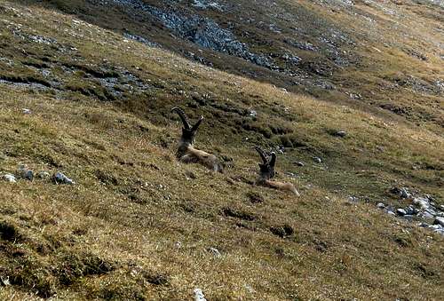 Two ibexes on the Kahlersberg's grassy south slope