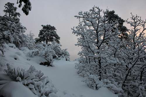 ealy morning hike in fresh fallen snow