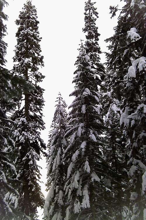 The large snowcovered trees