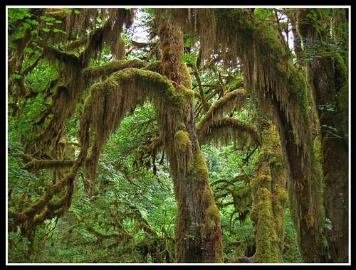 The Hall of Mosses