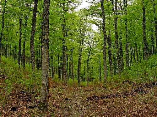 Forest of ravine of Petrechema