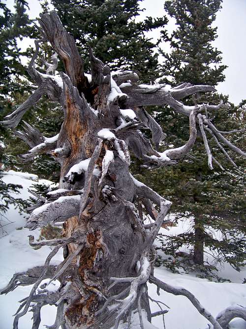 Old snag in the snow