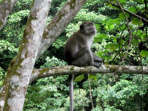 Long Tailed Macaque