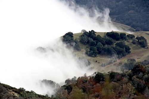 Fog play on Mt. Diablo south slopes