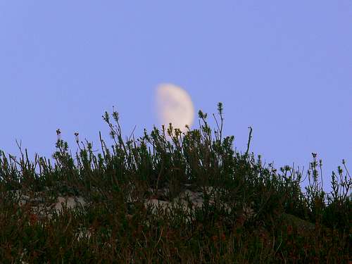 Plants with the Moon