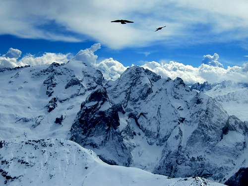 Alpine Chough & Marmolada (3345m)