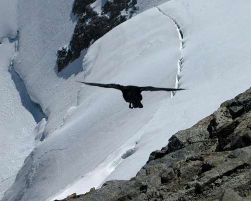 Alpine Chough flying over La Spedla