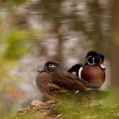 Wood Ducks, a colorful pair
