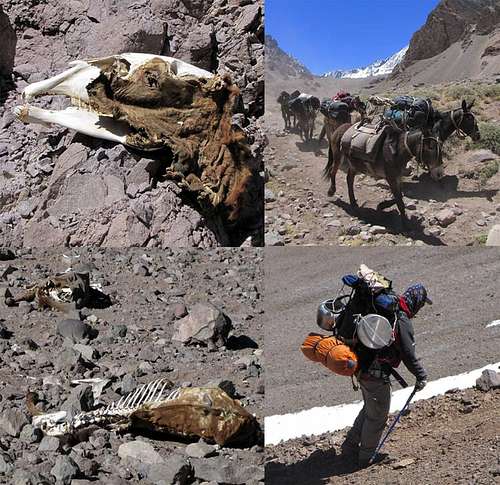 The heroes of Aconcagua
