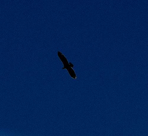 A Bald Eagle flying over Ophir Canyon